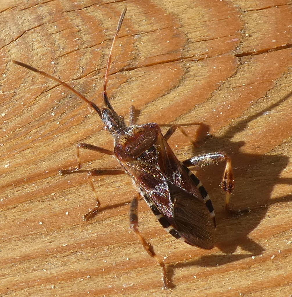 Leptoglossus occidentalis (Coreidae)