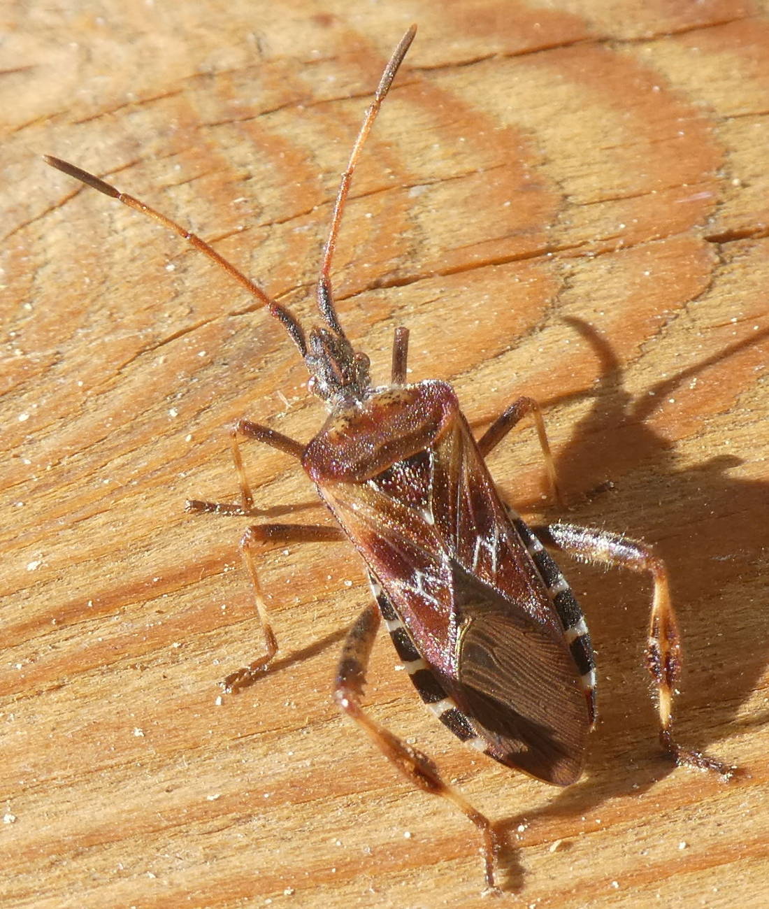 Leptoglossus occidentalis (Coreidae)