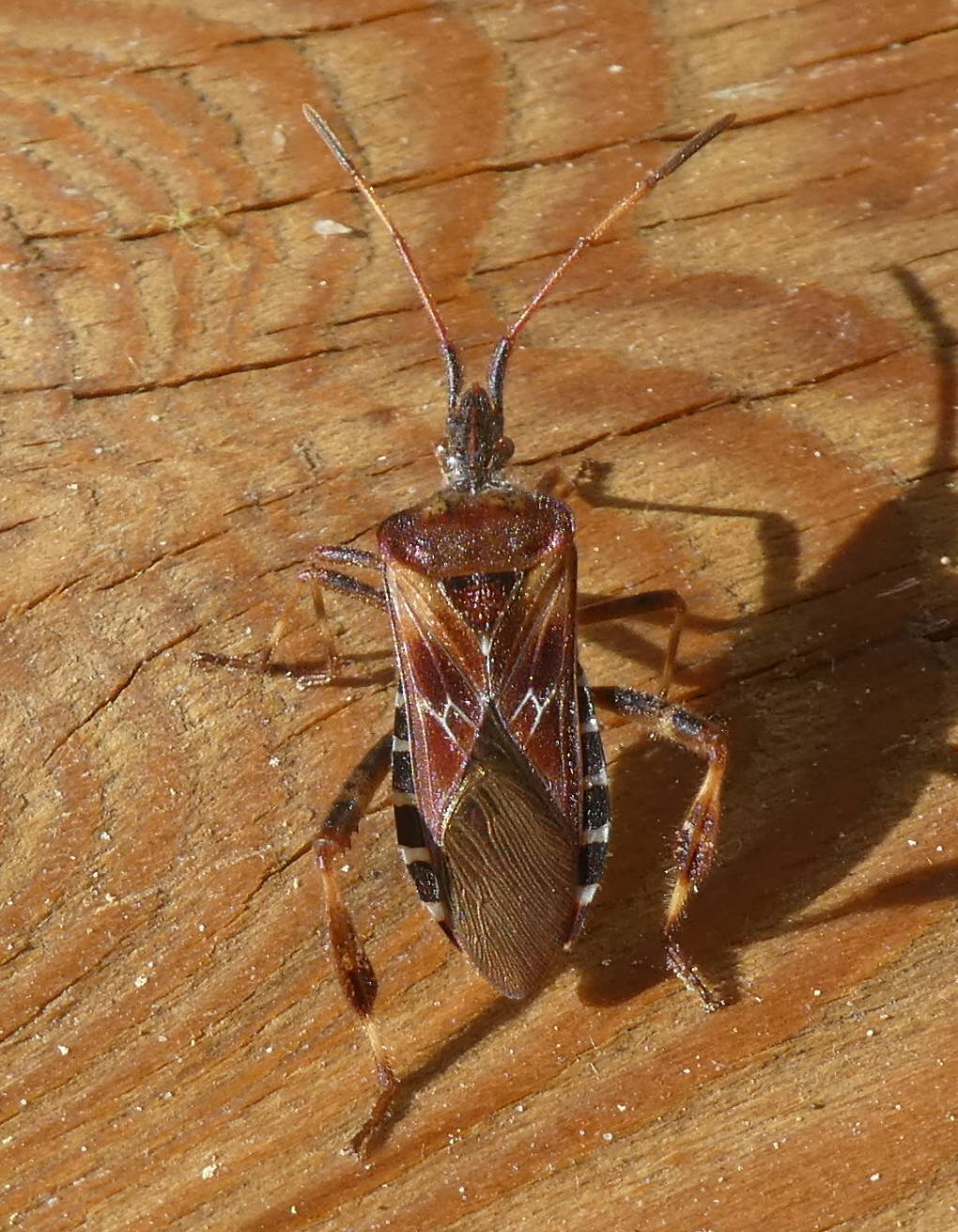 Leptoglossus occidentalis (Coreidae)
