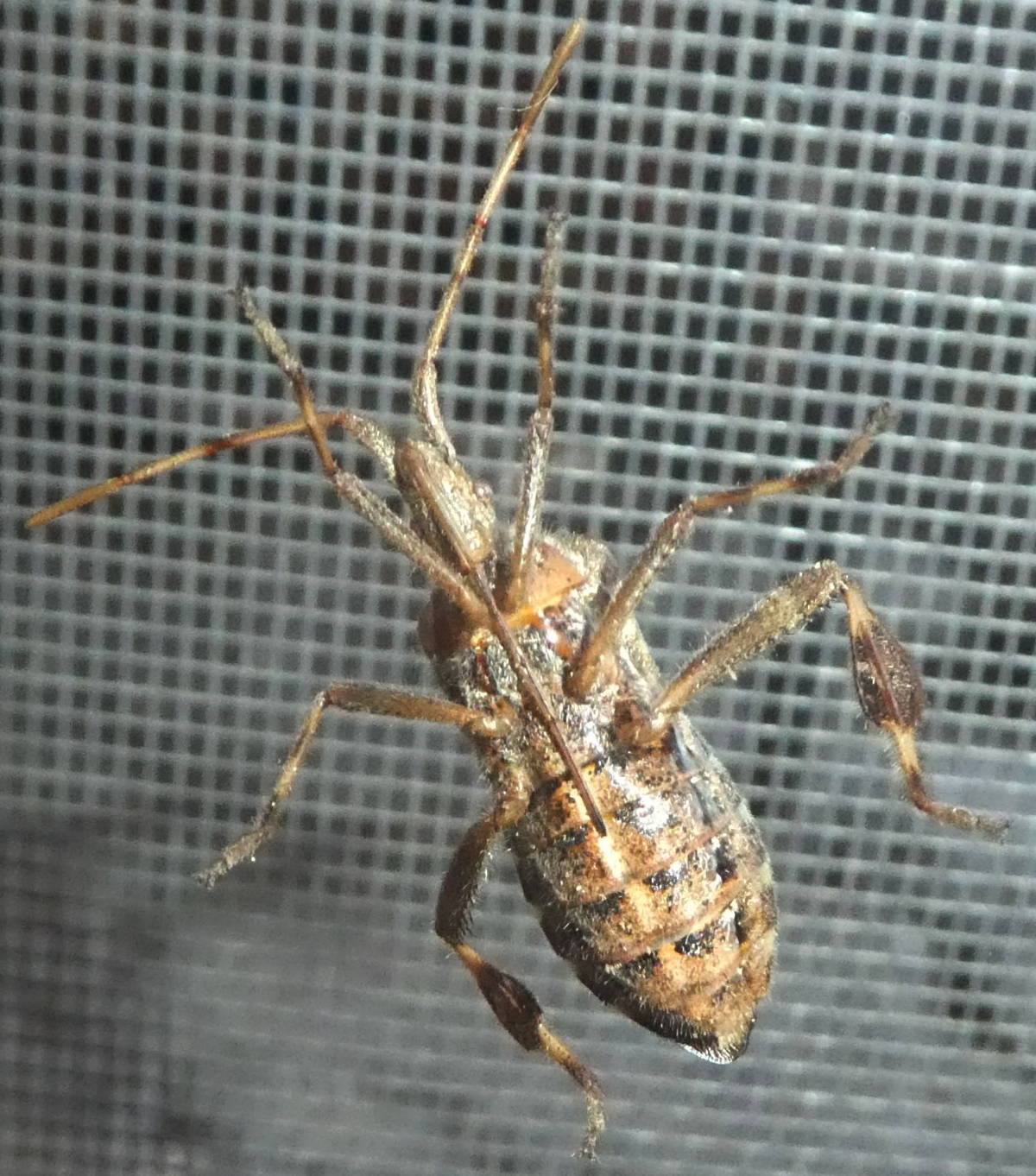 Leptoglossus occidentalis (Coreidae)