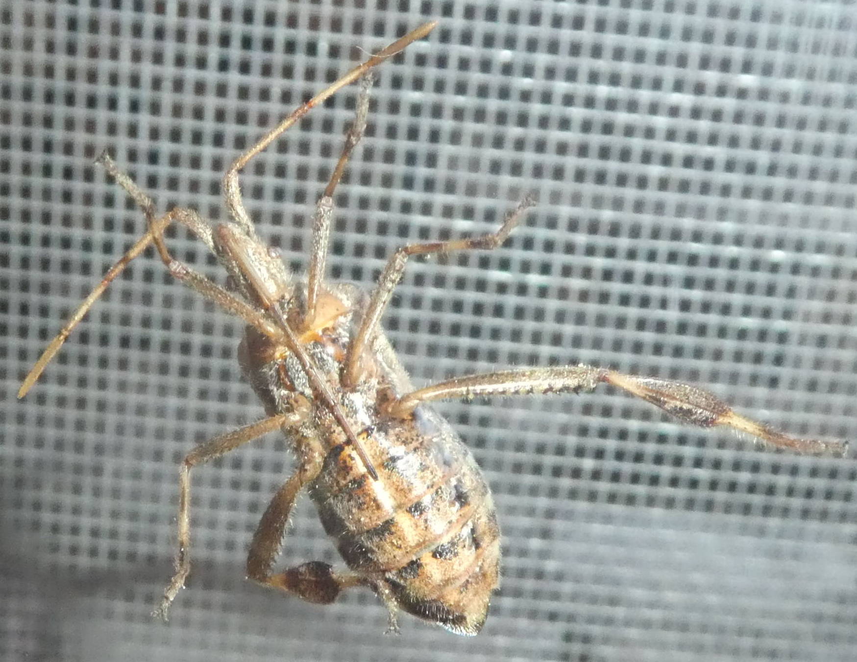 Leptoglossus occidentalis (Coreidae)
