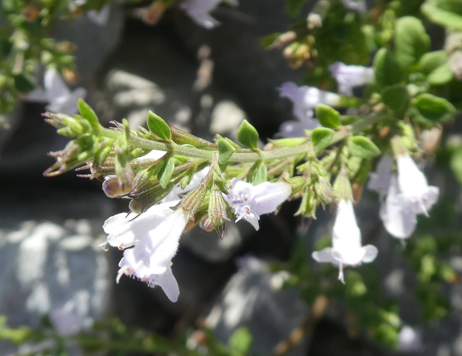 Lamiaceae: Calamintha nepeta