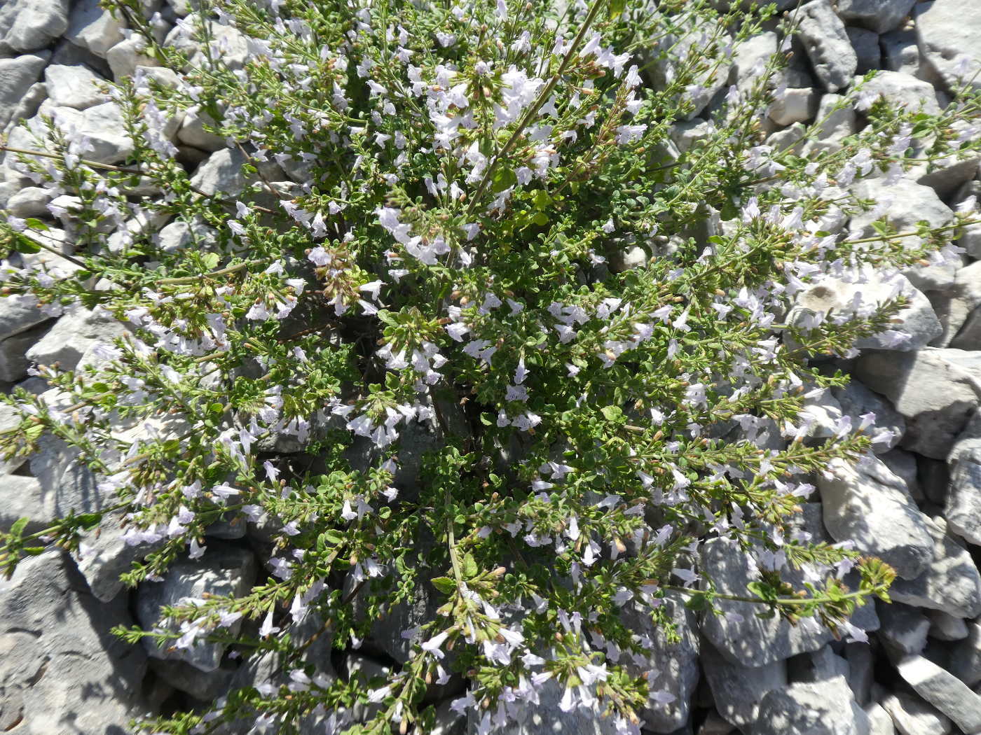 Lamiaceae: Calamintha nepeta