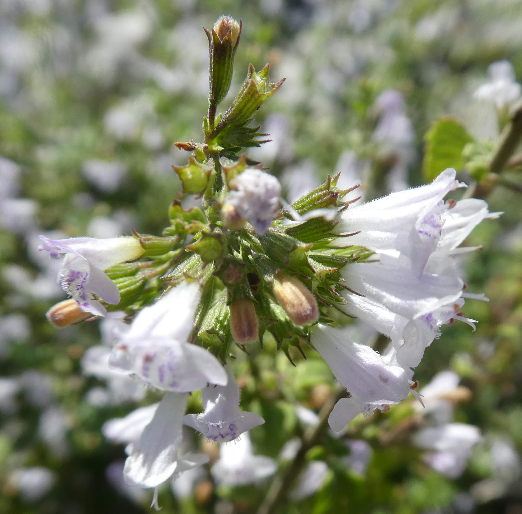 Lamiaceae: Calamintha nepeta