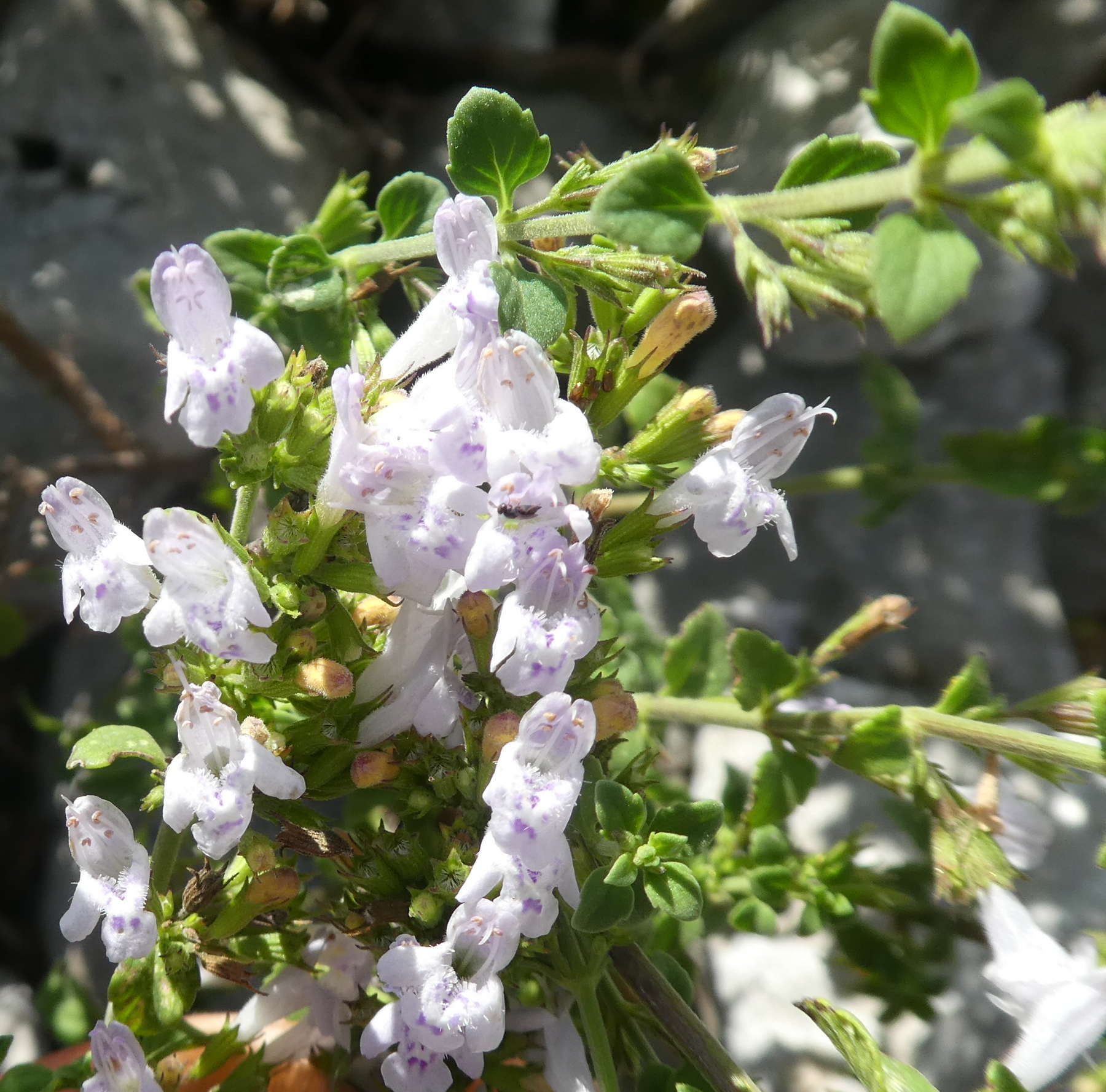 Lamiaceae: Calamintha nepeta