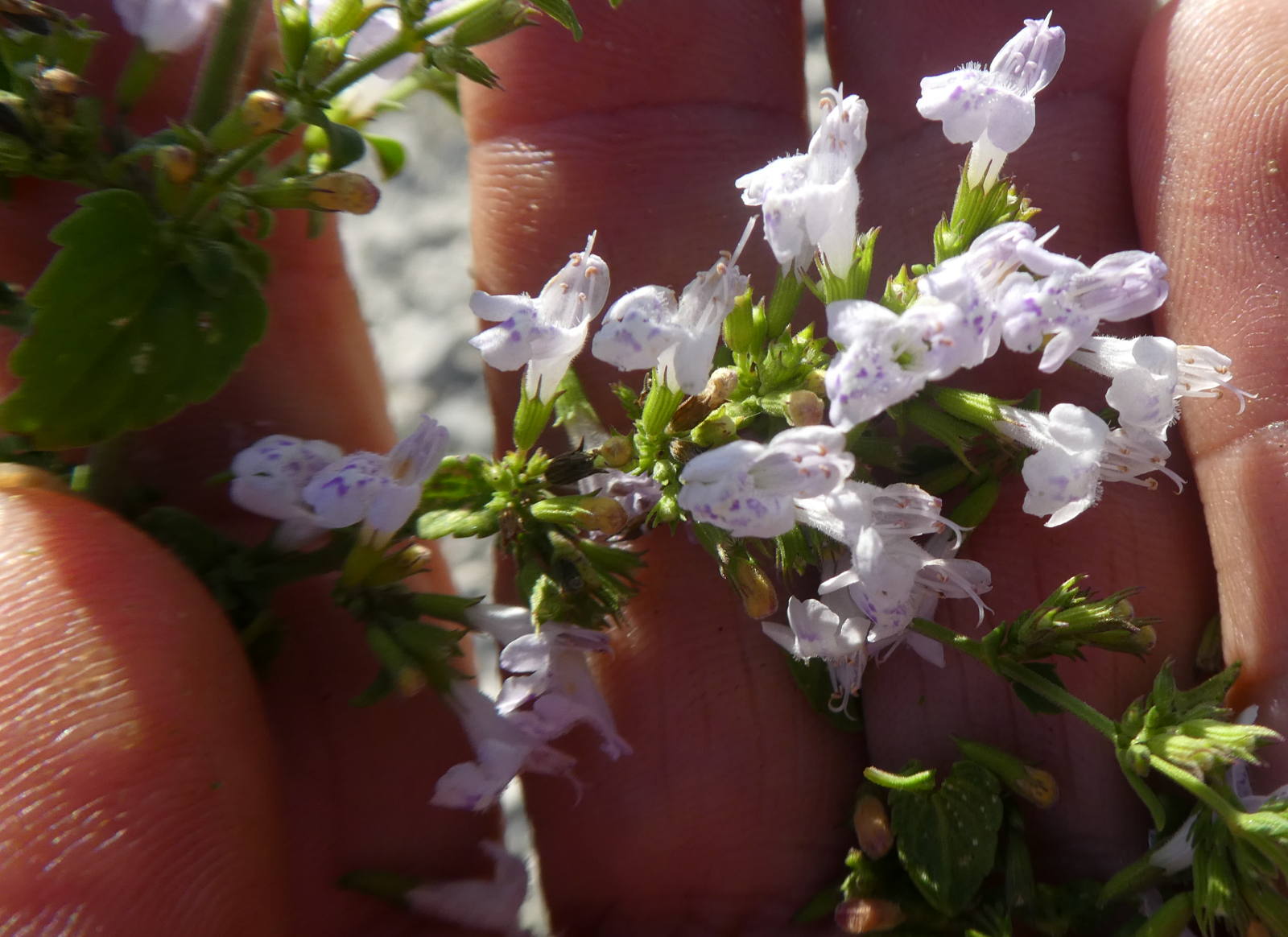 Lamiaceae: Calamintha nepeta