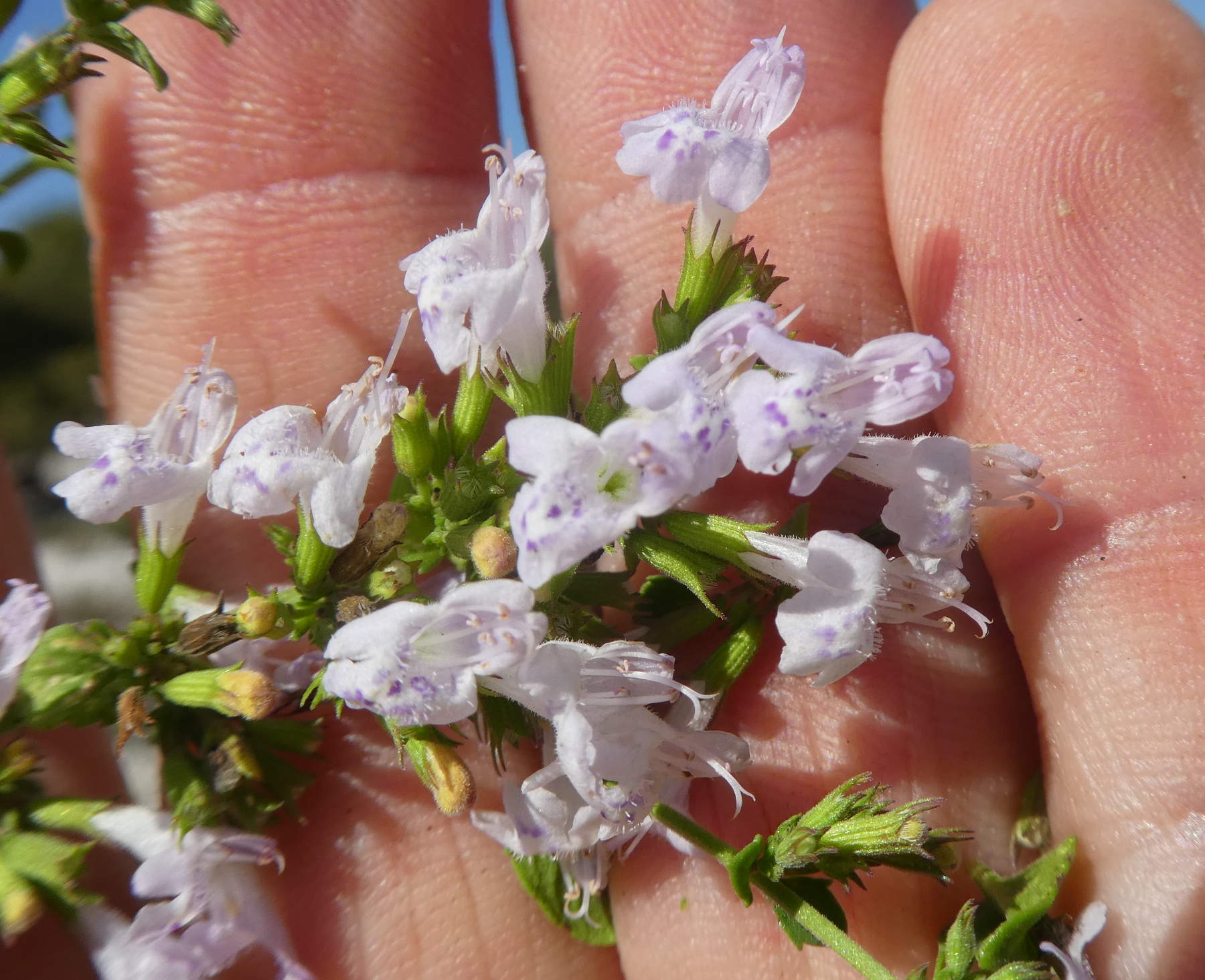 Lamiaceae: Calamintha nepeta