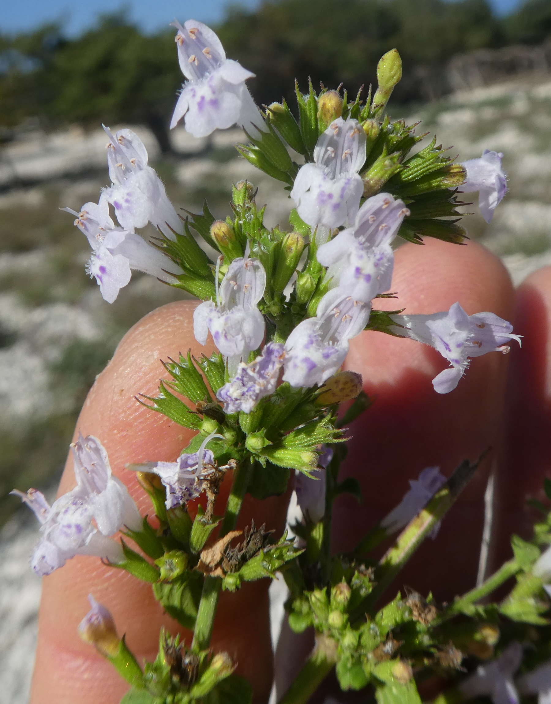 Lamiaceae: Calamintha nepeta