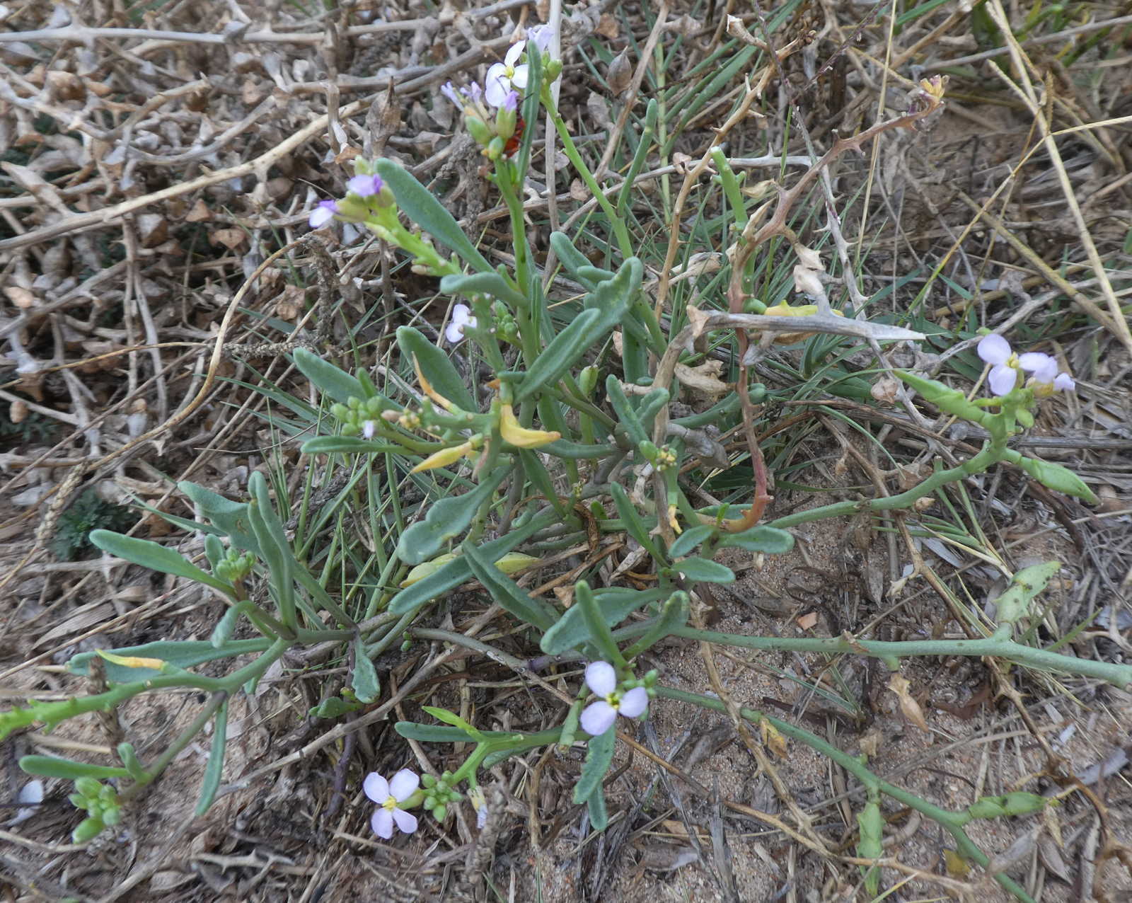 Cakile maritima (Brassicaceae)