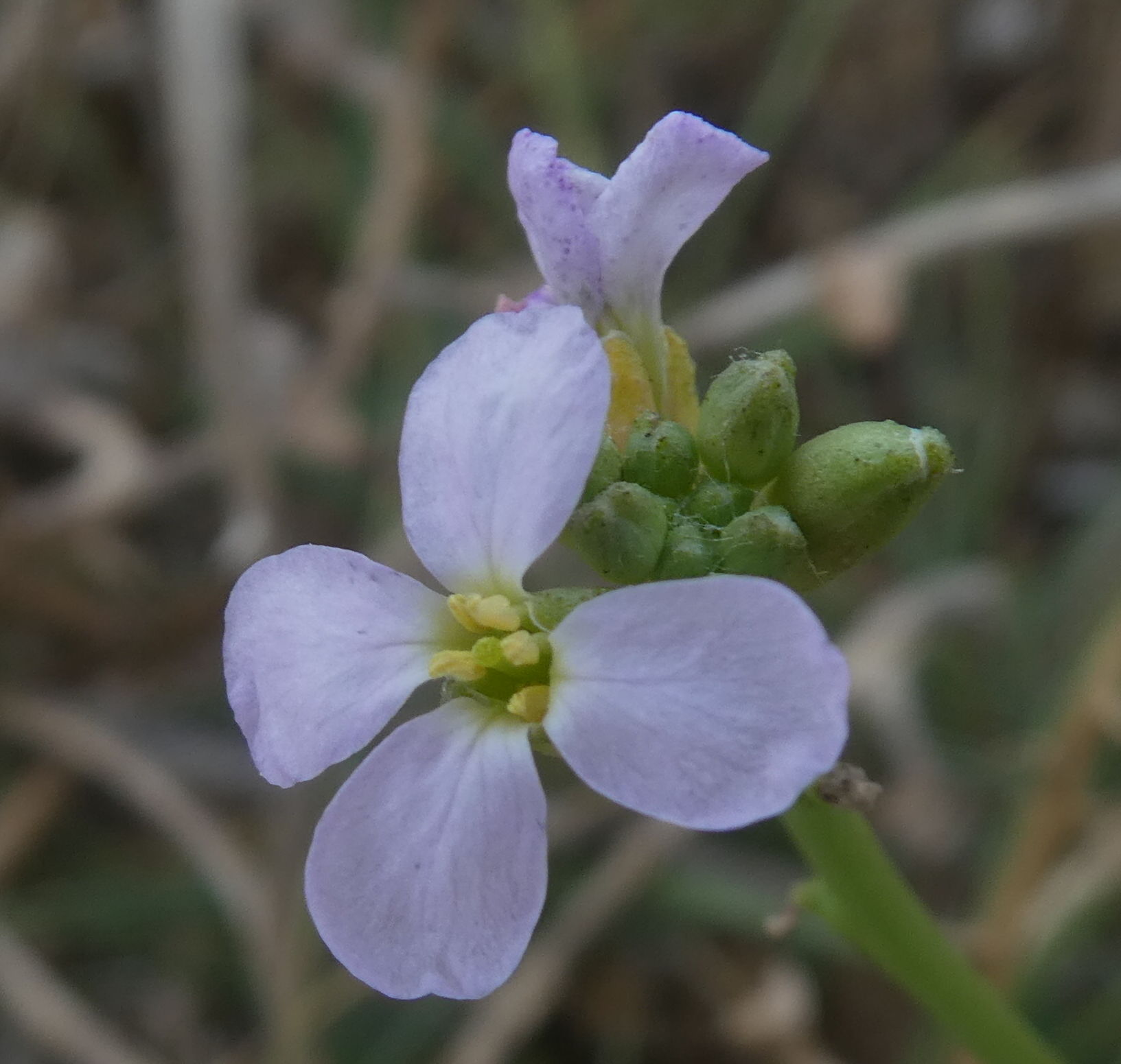 Cakile maritima (Brassicaceae)