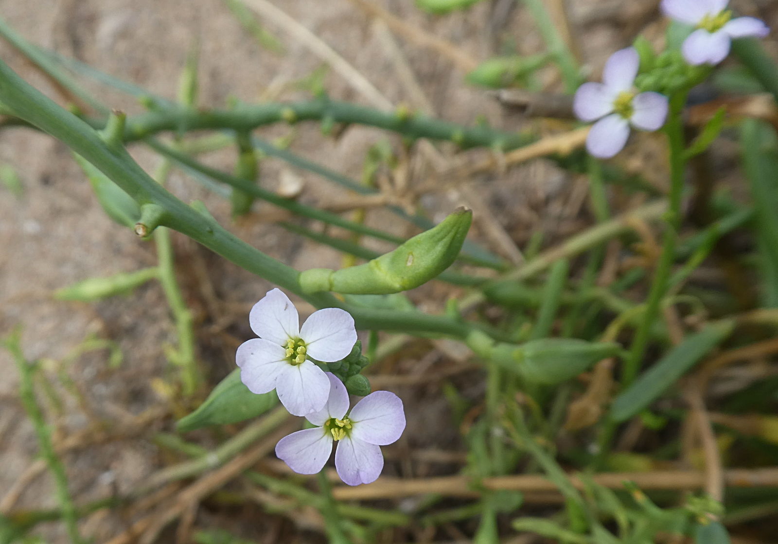 Cakile maritima (Brassicaceae)