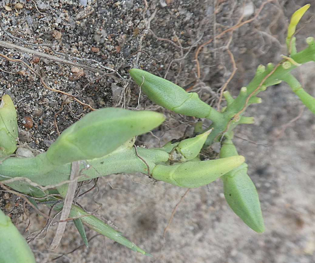 Cakile maritima (Brassicaceae)