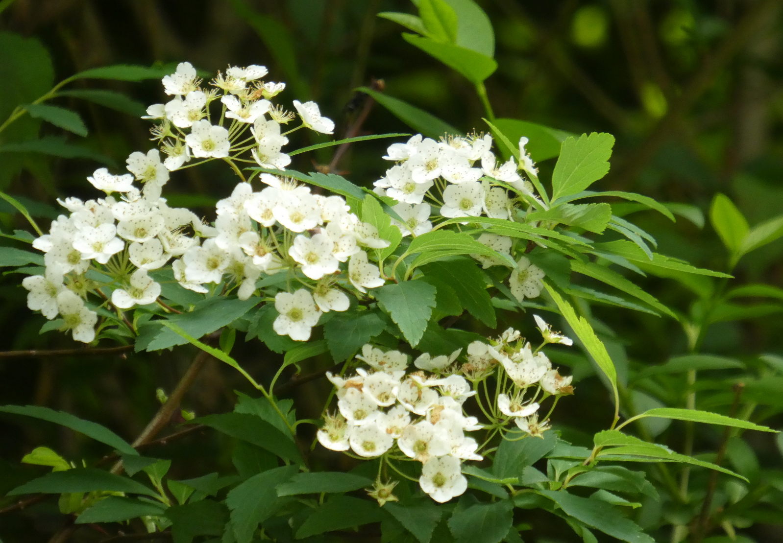 Rosacea da det.:  Spiraea sp.