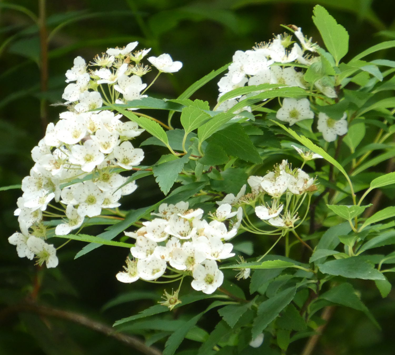 Rosacea da det.:  Spiraea sp.