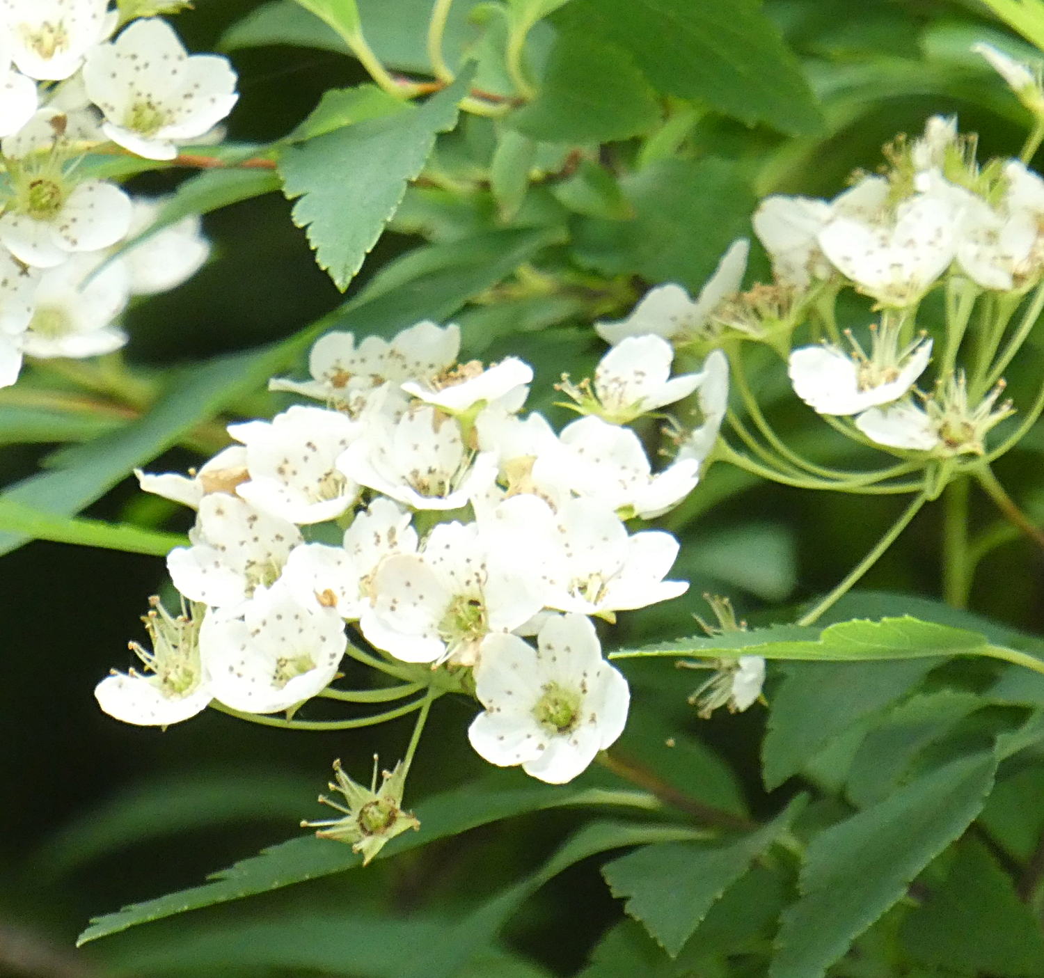 Rosacea da det.:  Spiraea sp.
