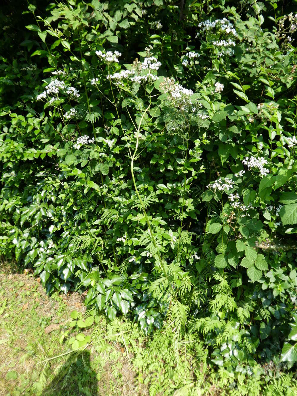 Valeriana stolonifera (ex wallrothii) / Valeriana stolonifera