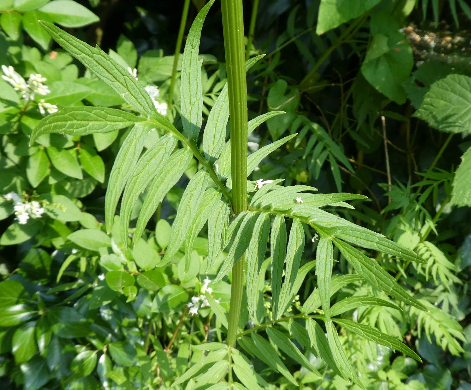 Valeriana stolonifera (ex wallrothii) / Valeriana stolonifera