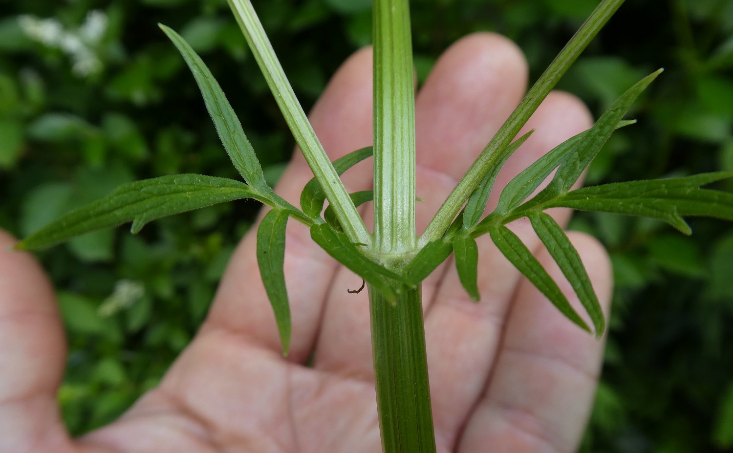 Valeriana stolonifera (ex wallrothii) / Valeriana stolonifera