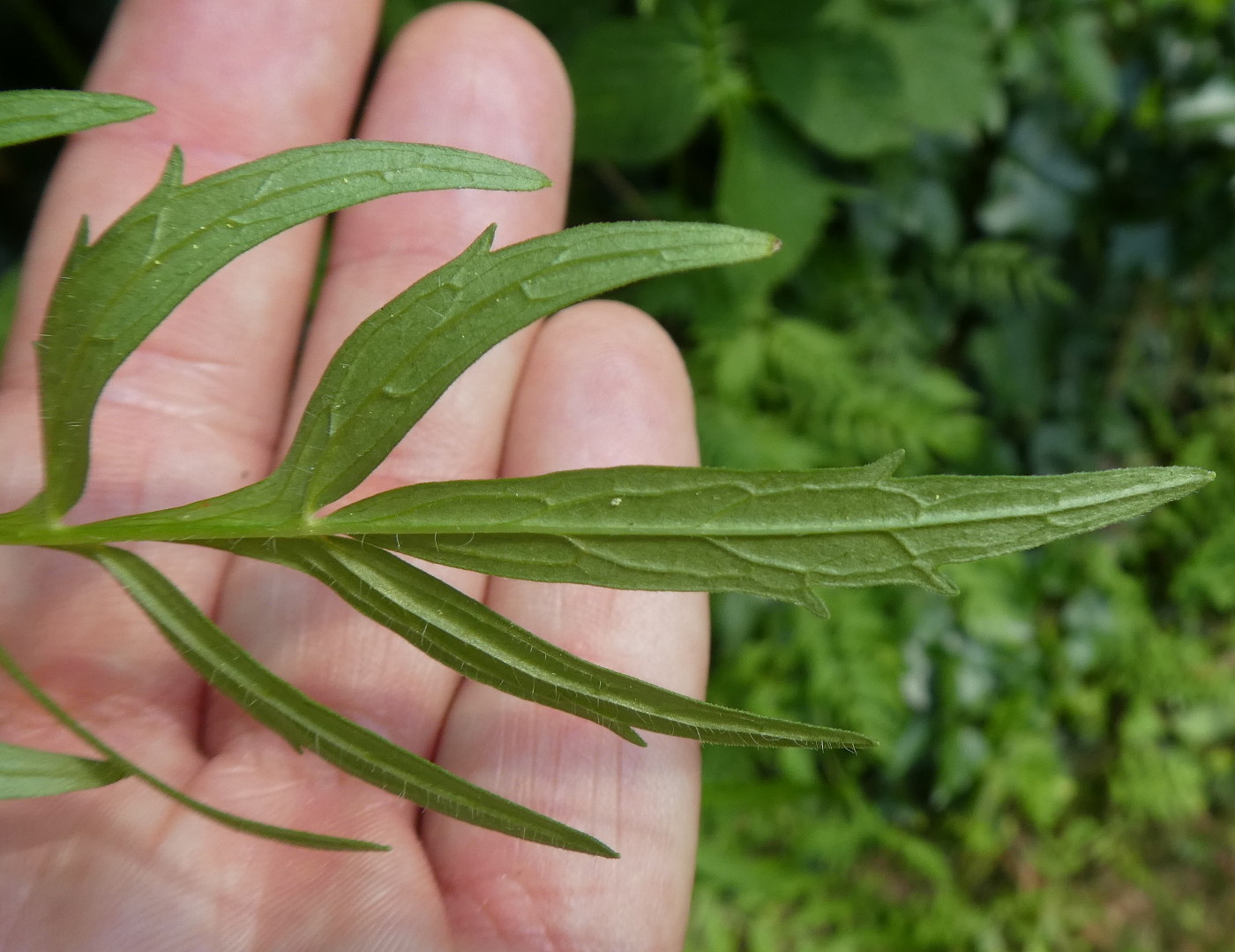 Valeriana stolonifera (ex wallrothii) / Valeriana stolonifera