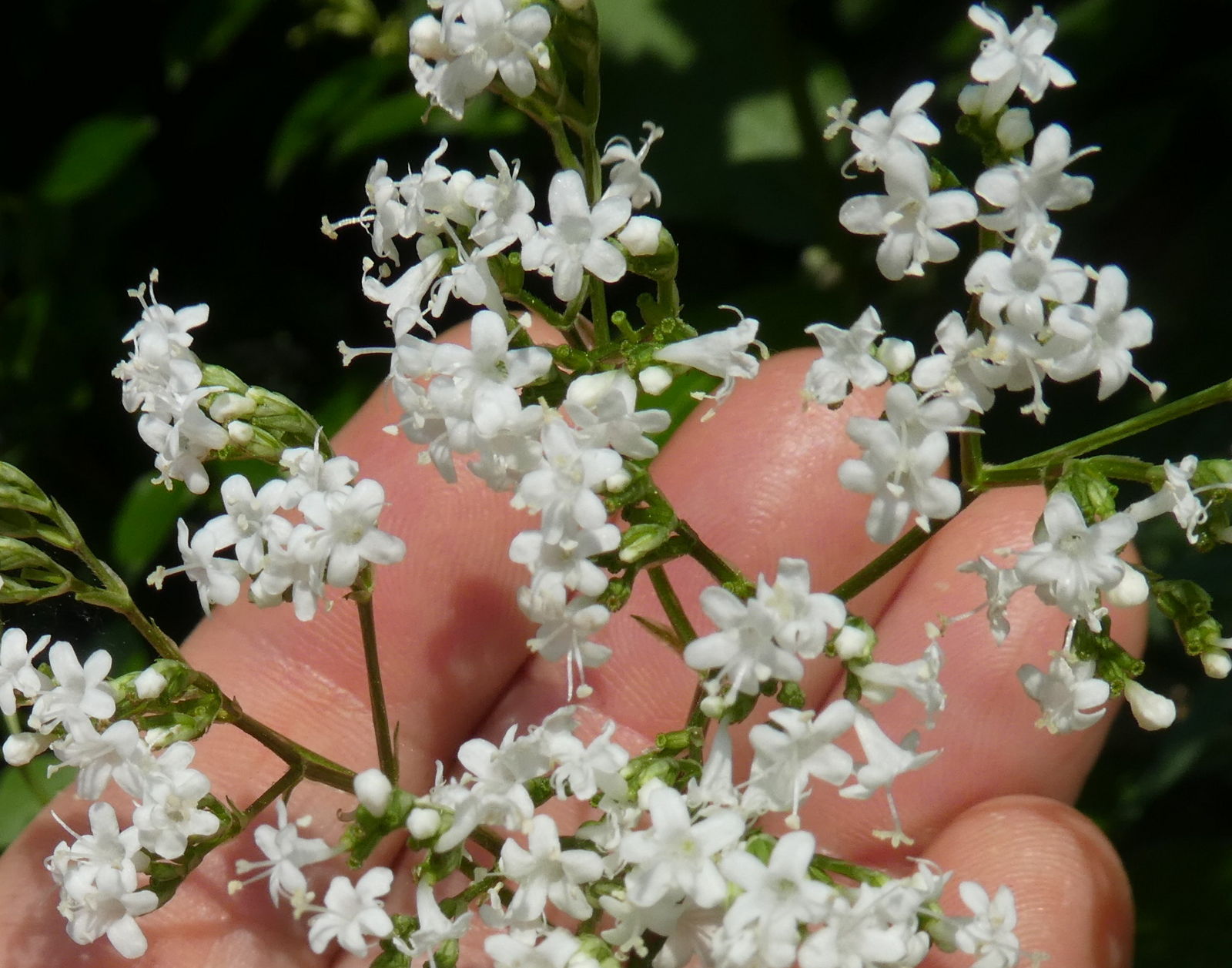 Valeriana stolonifera (ex wallrothii) / Valeriana stolonifera