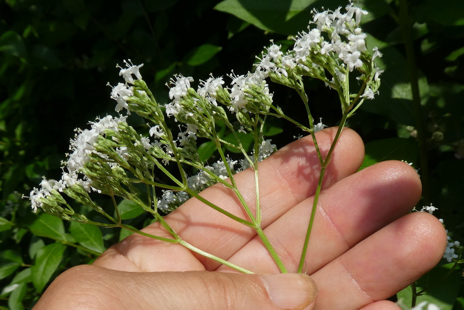 Valeriana stolonifera (ex wallrothii) / Valeriana stolonifera