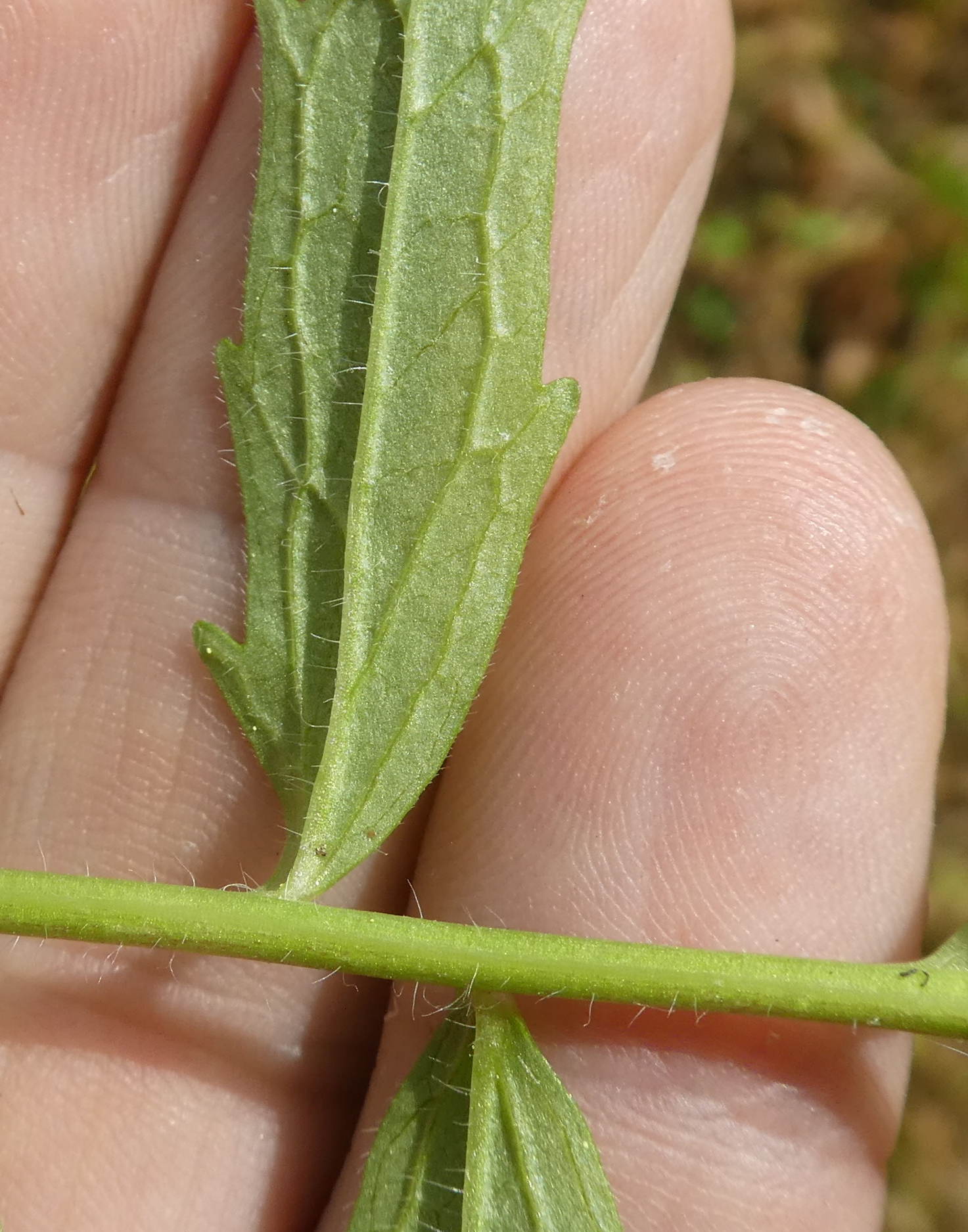 Valeriana stolonifera (ex wallrothii) / Valeriana stolonifera