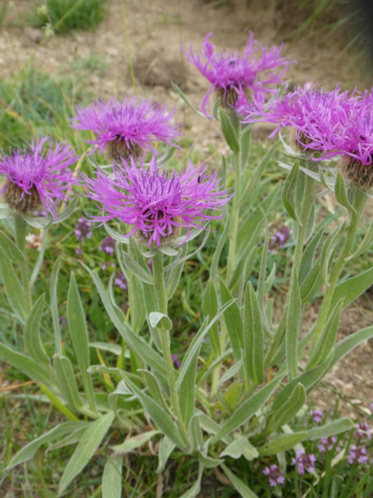 Centaurea uniflora / Fiordaliso unifloro