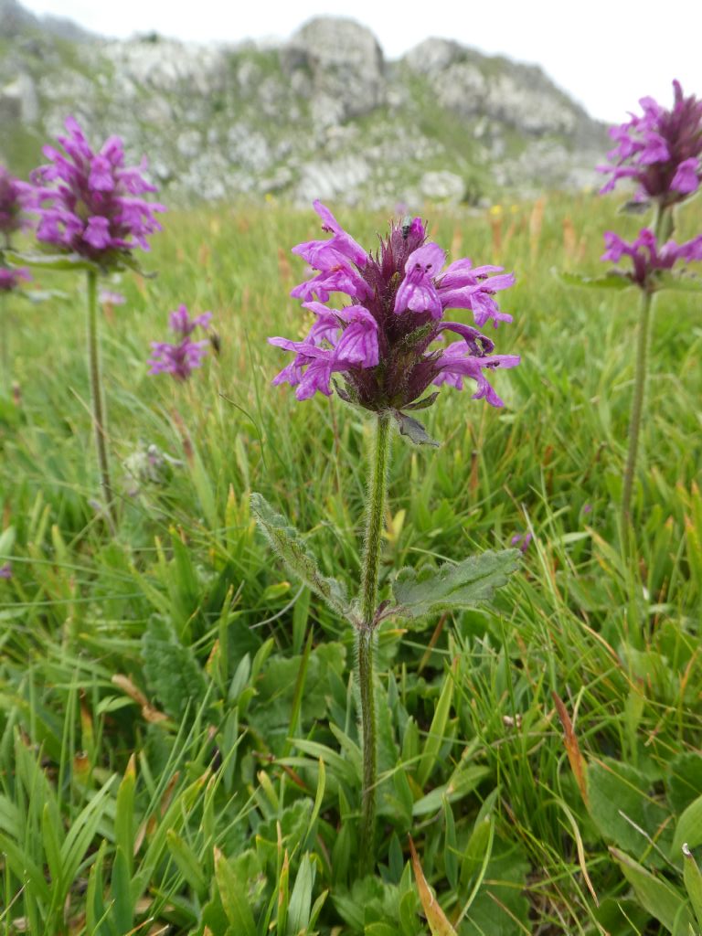 Stachys officinalis (=Betonica officinalis)