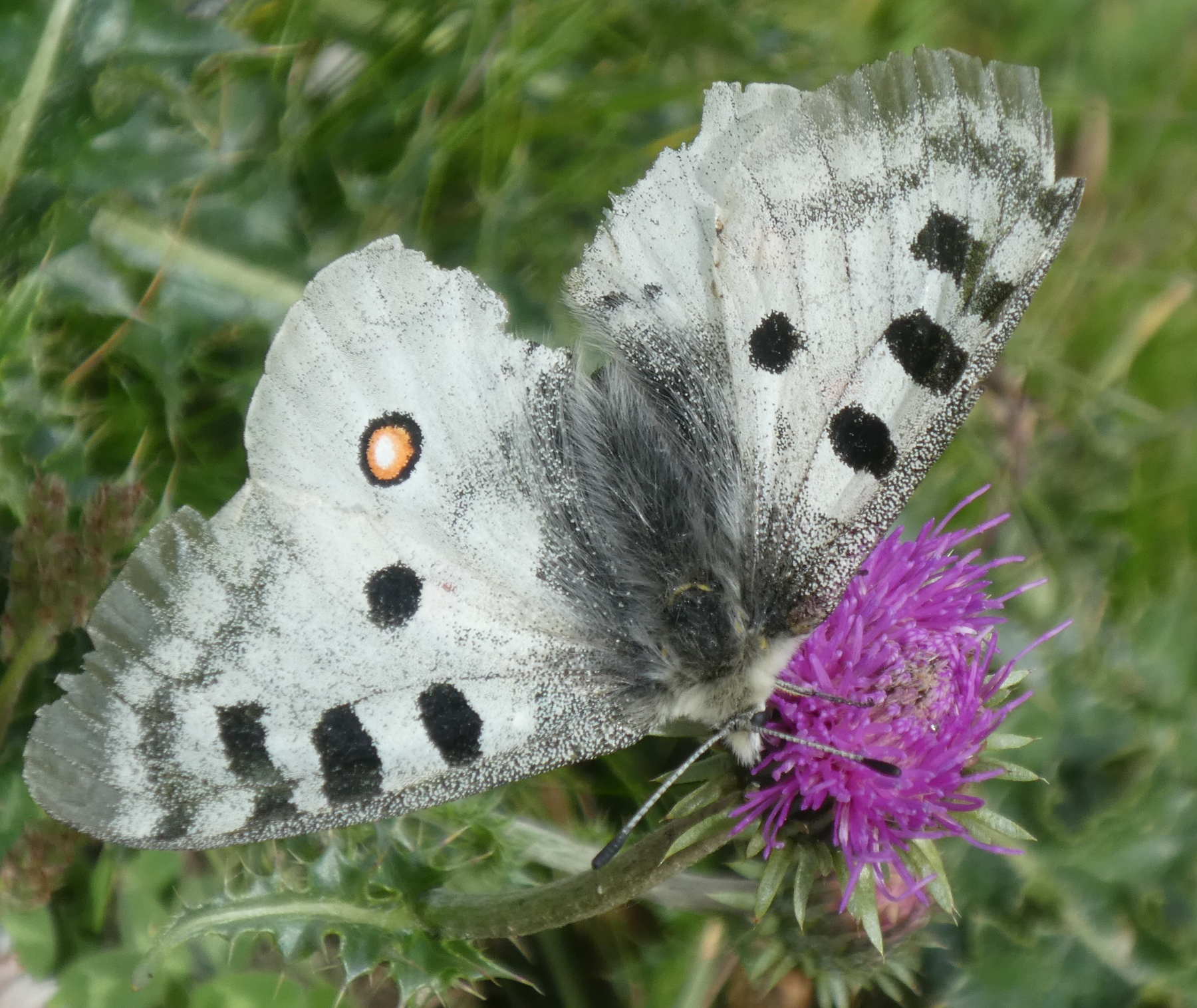 Parnassius apollo (Papilionidae)