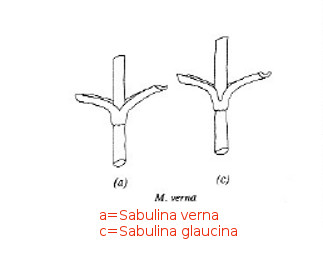 Pianta (Caryophyllaceae?) da identificare