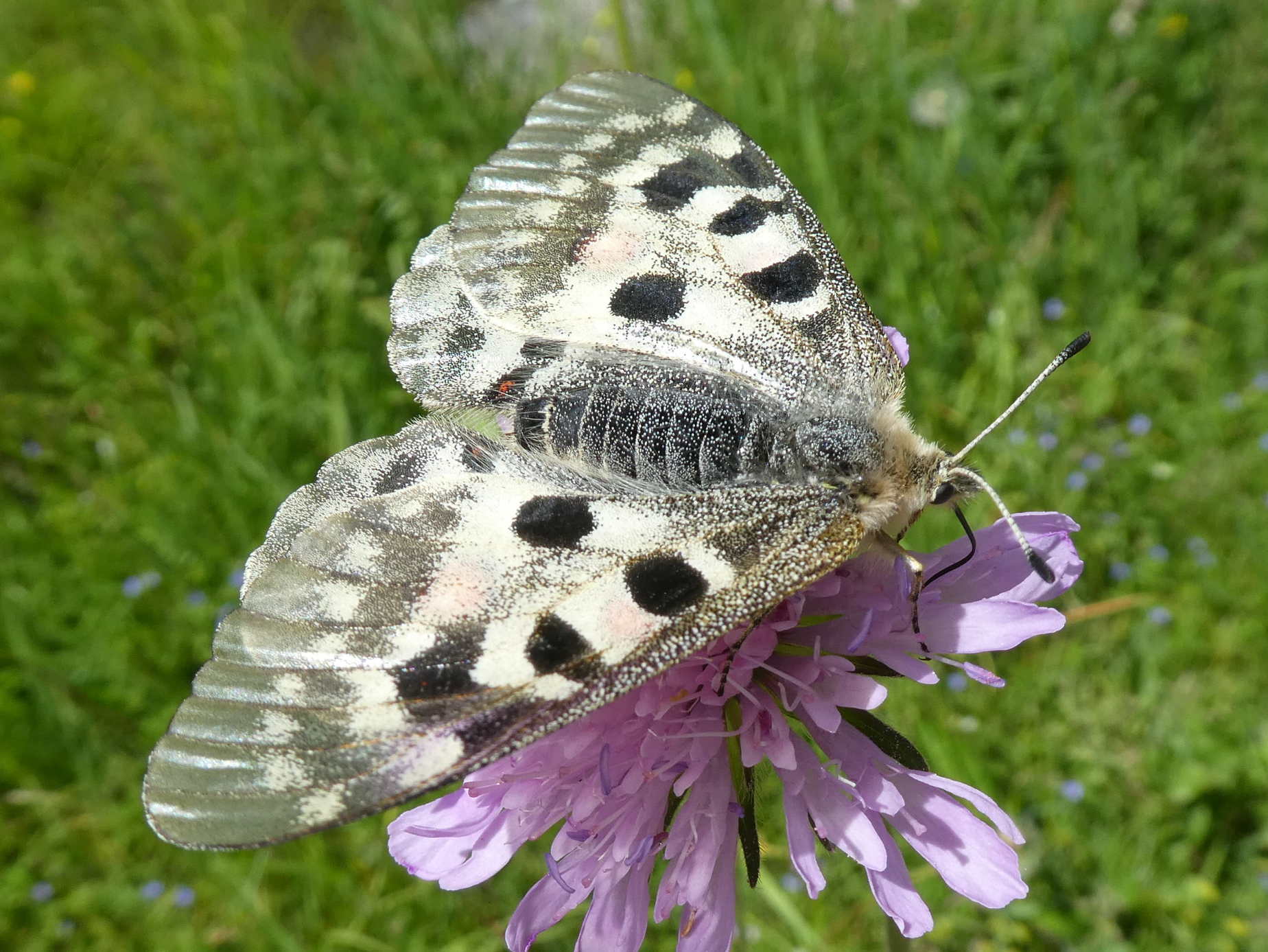 Parnassius apollo? s!