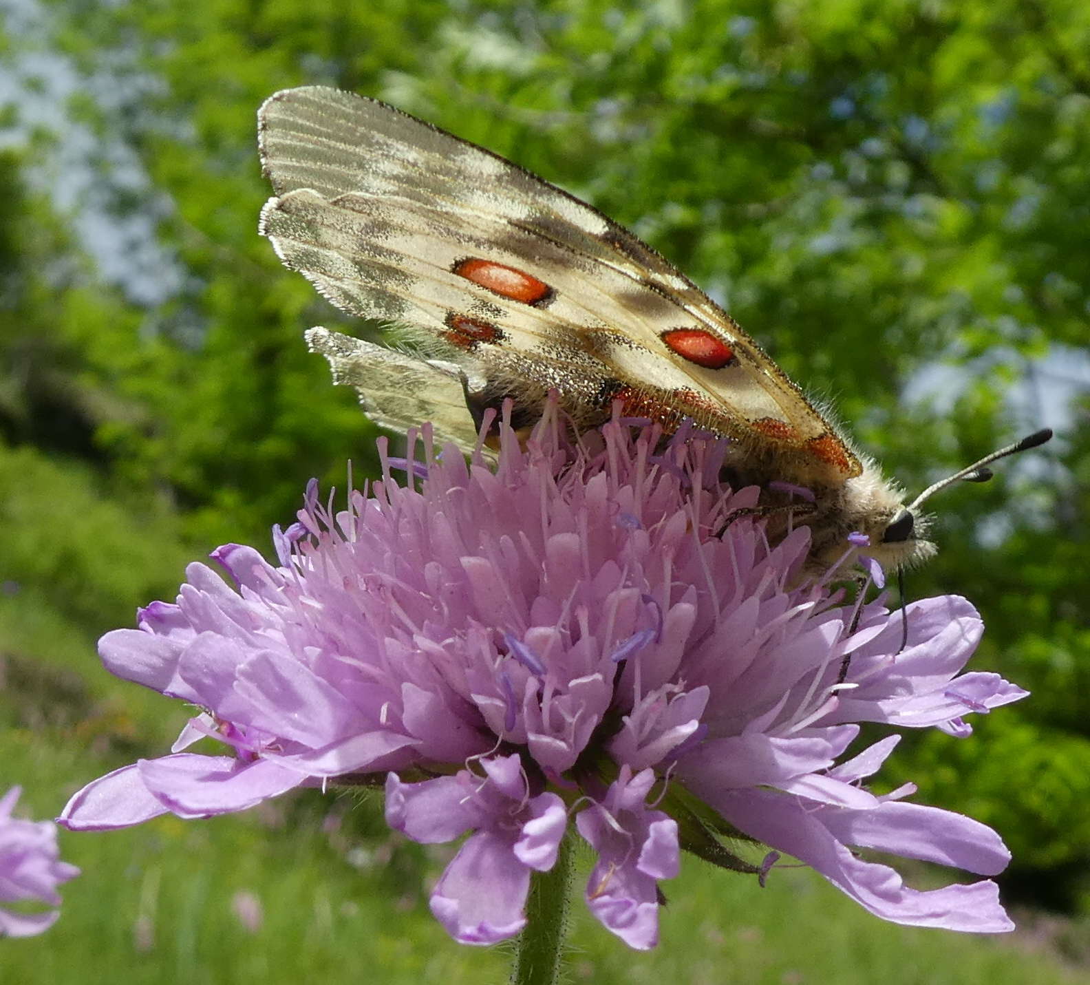 Parnassius apollo? s!