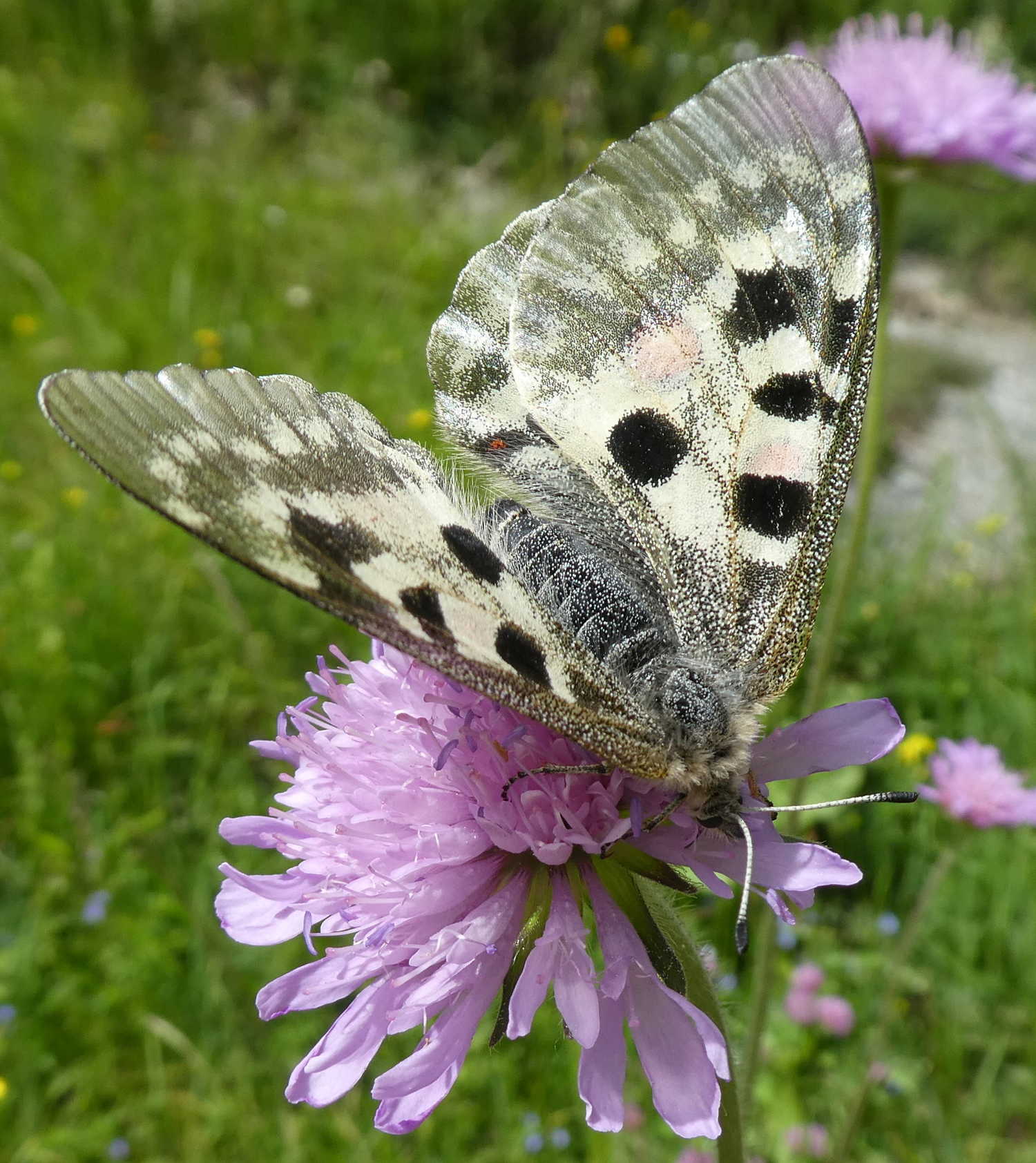 Parnassius apollo? s!