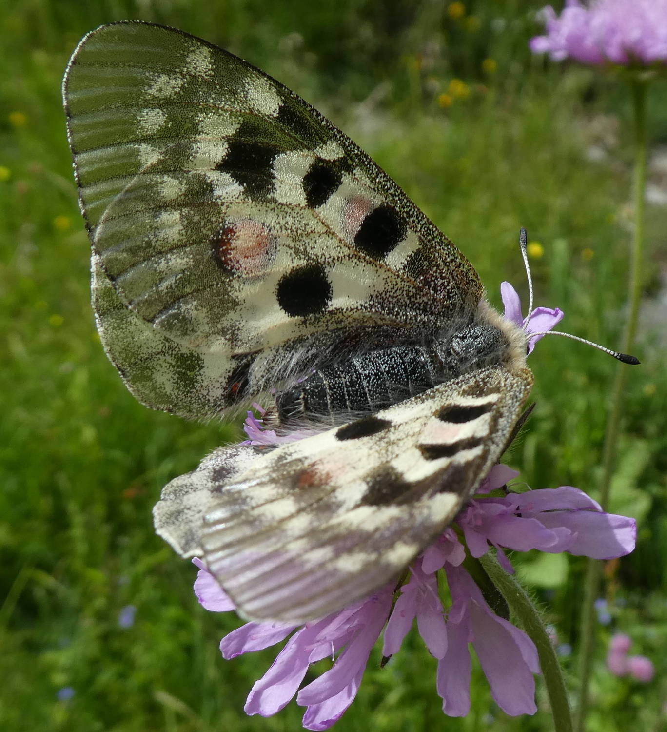 Parnassius apollo? s!