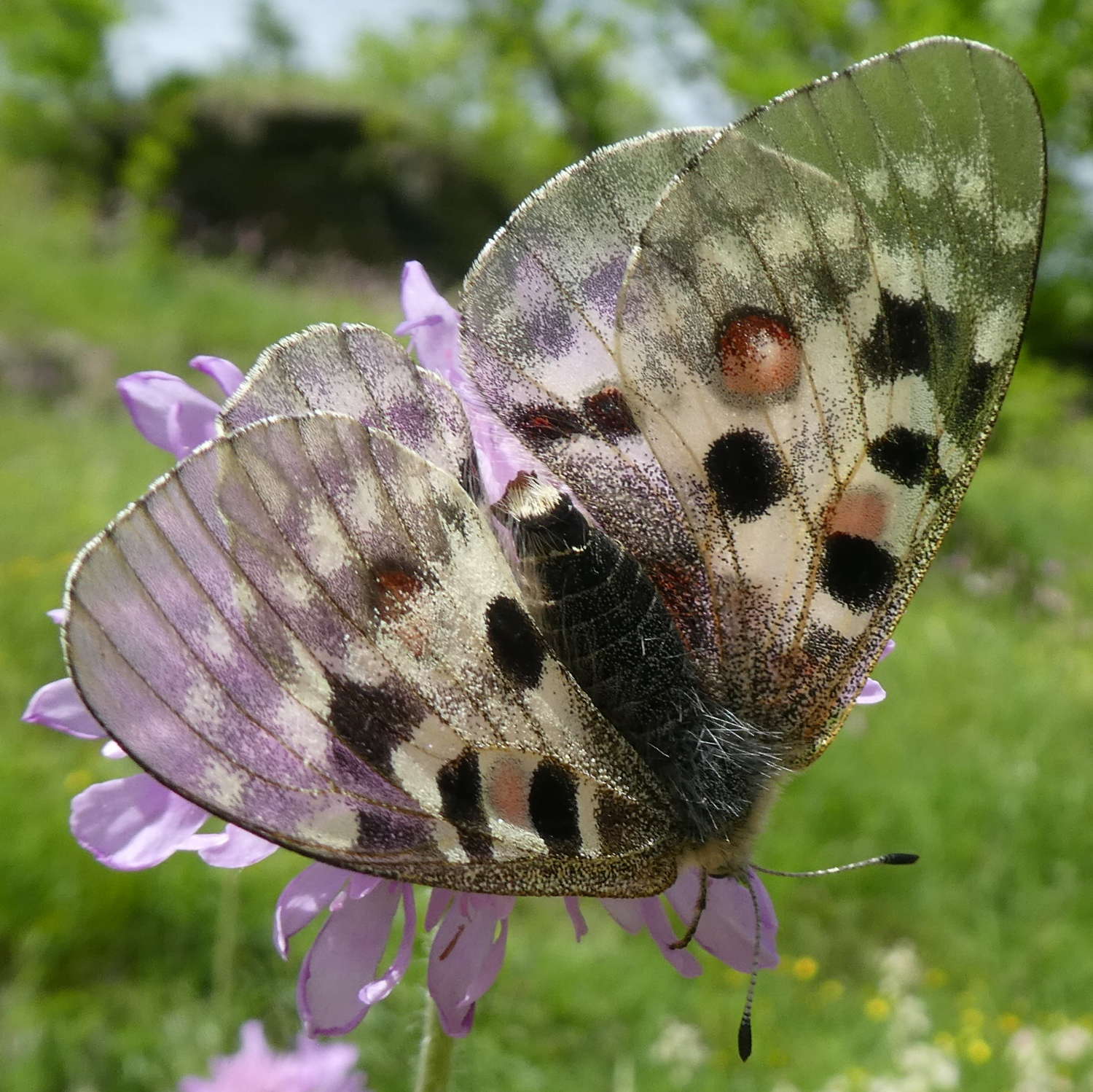 Parnassius apollo? s!