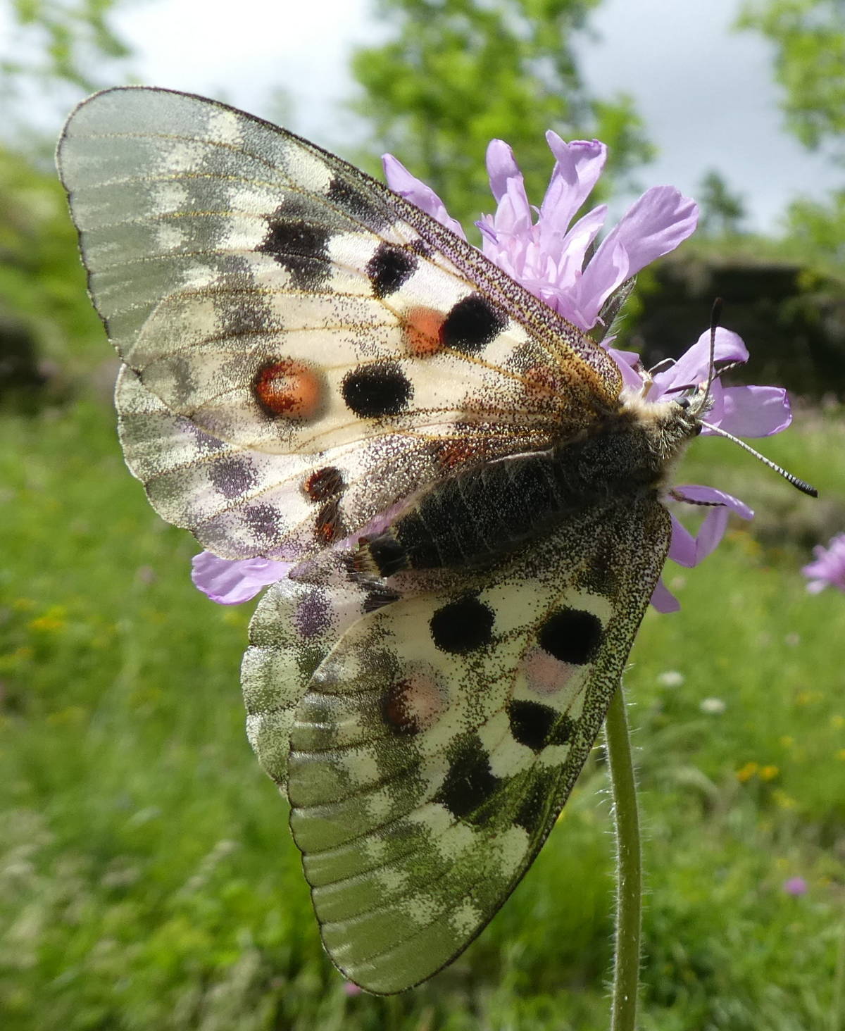 Parnassius apollo? s!
