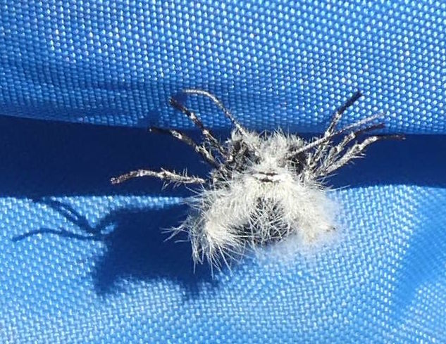 Lycia florentina (Geometridae), femmina