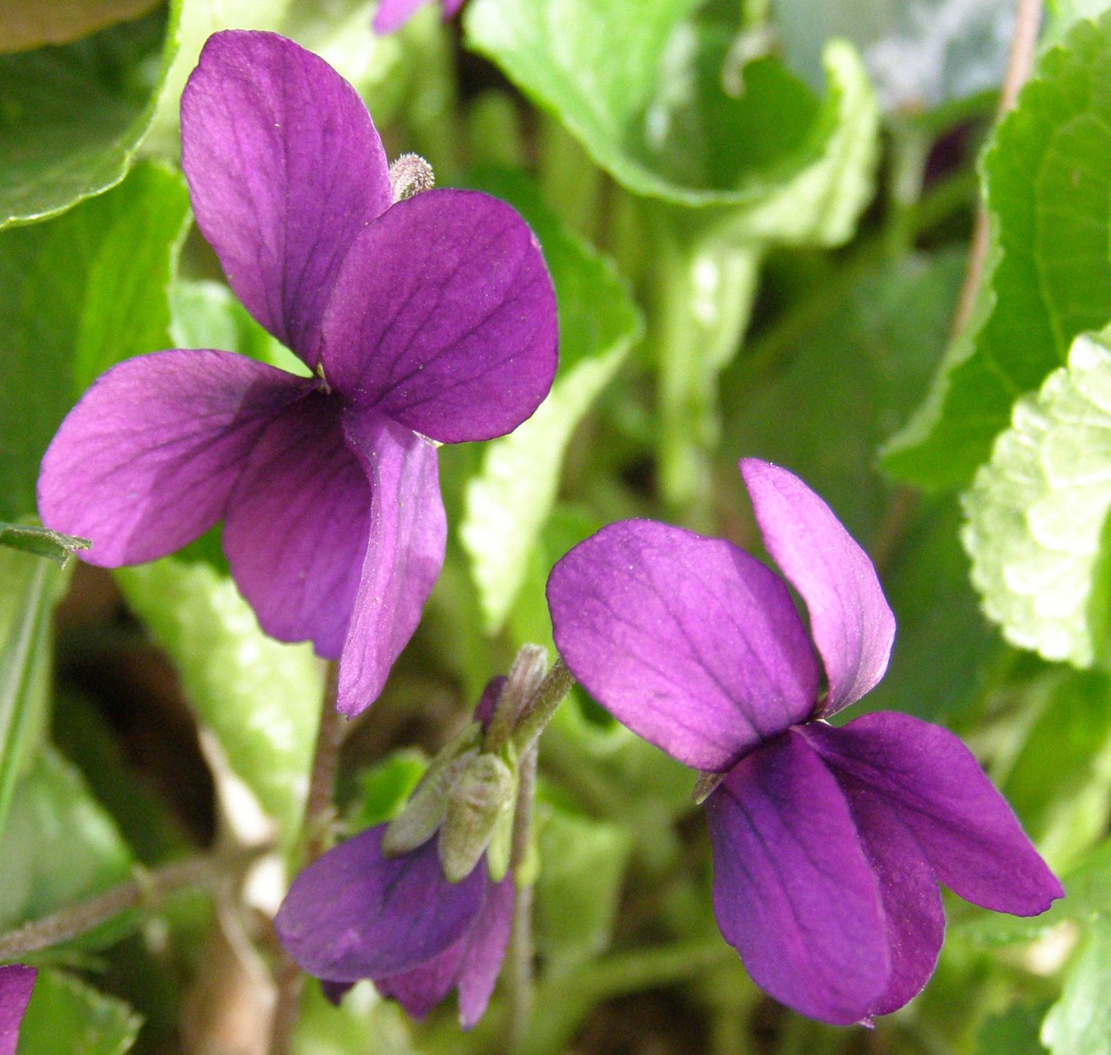 Viola odorata?