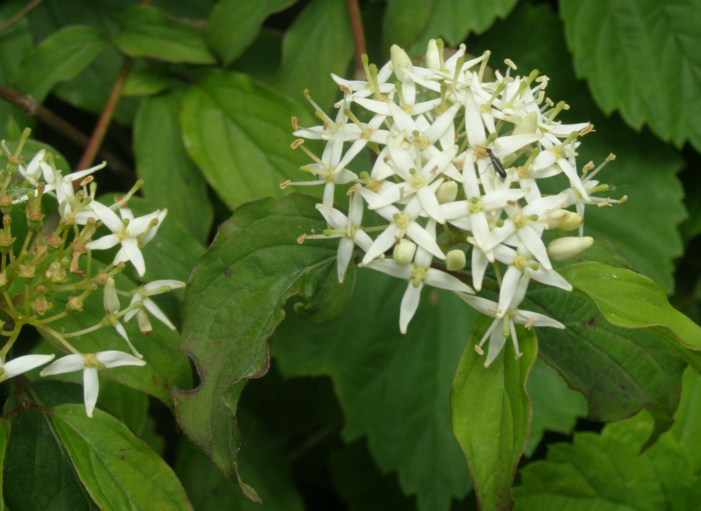 Cornus sanguinea