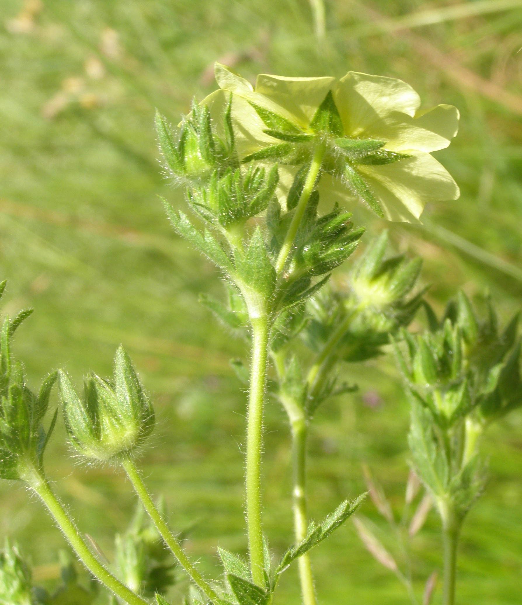 Potentilla recta