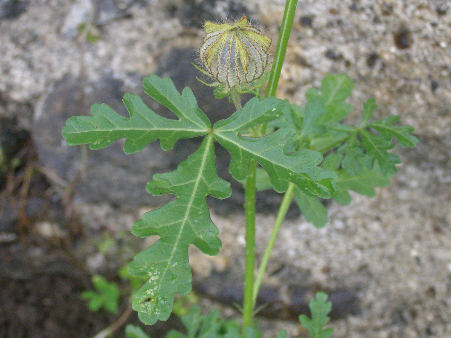 Hibiscus trionum