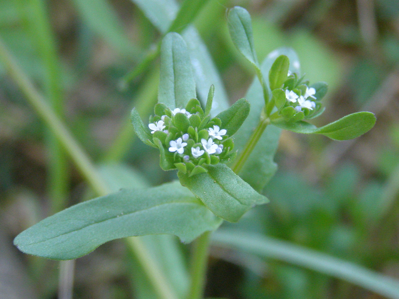 Valerianella sp.