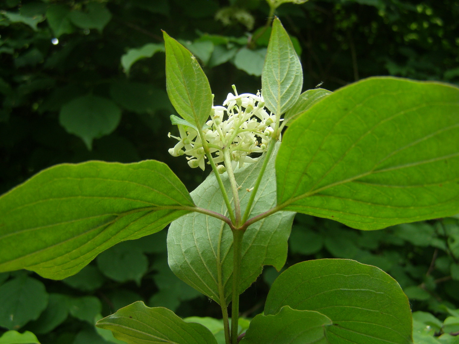 Cornus sanguinea
