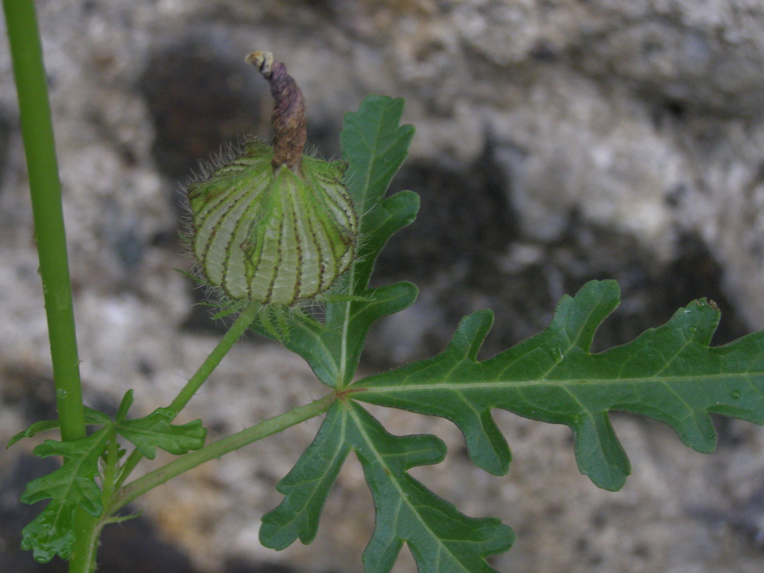 Hibiscus trionum