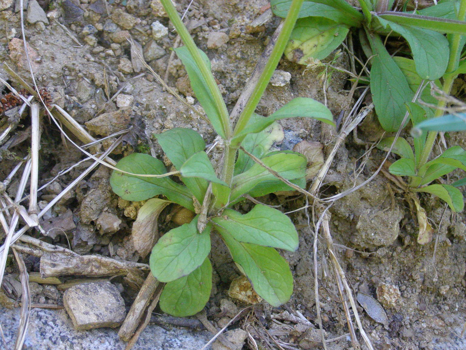 Valerianella sp.