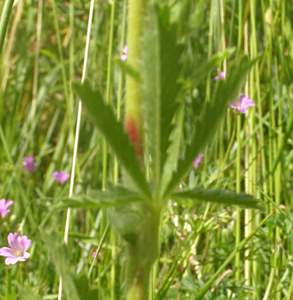 Potentilla recta