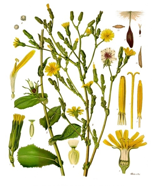Lactuca serriola