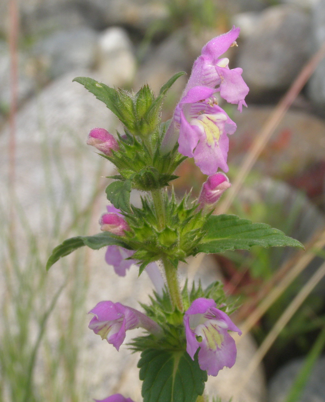 Galeopsis ladanum / Canapetta violacea