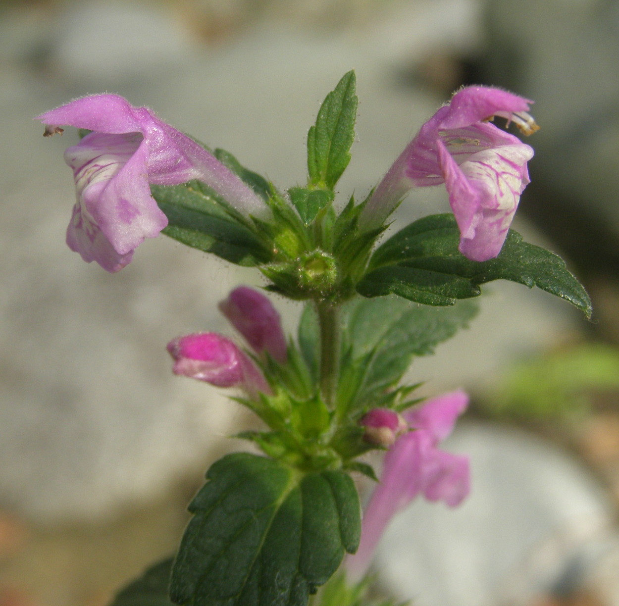 Galeopsis ladanum / Canapetta violacea