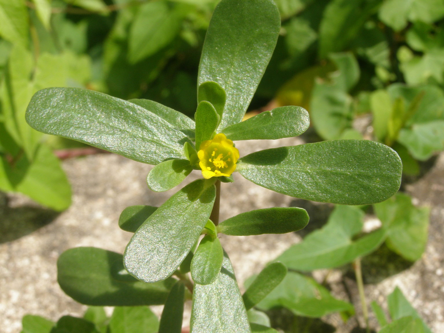 Portulaca oleracea